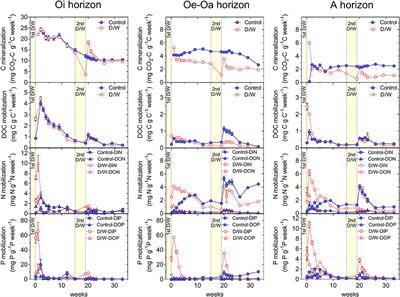 Divergent Patterns of Carbon, Nitrogen, and Phosphorus Mobilization in Forest Soils